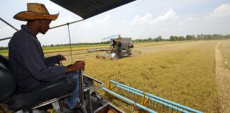 Retail prices for rice are temporarily lowered as cabinet approves 2.9 billion baht rice insurance scheme